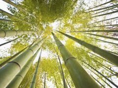 Tapeta Nature Bamboo trees 003.jpg
